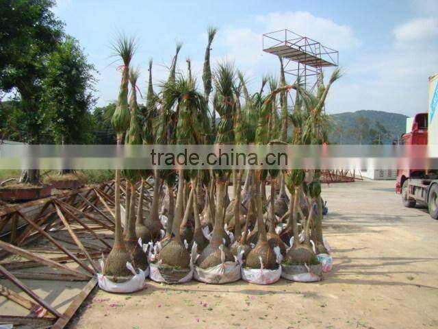 Beaucarnea recurvata Lem Nolina recurvata of outdoor landscape ornamental decorative trees plants