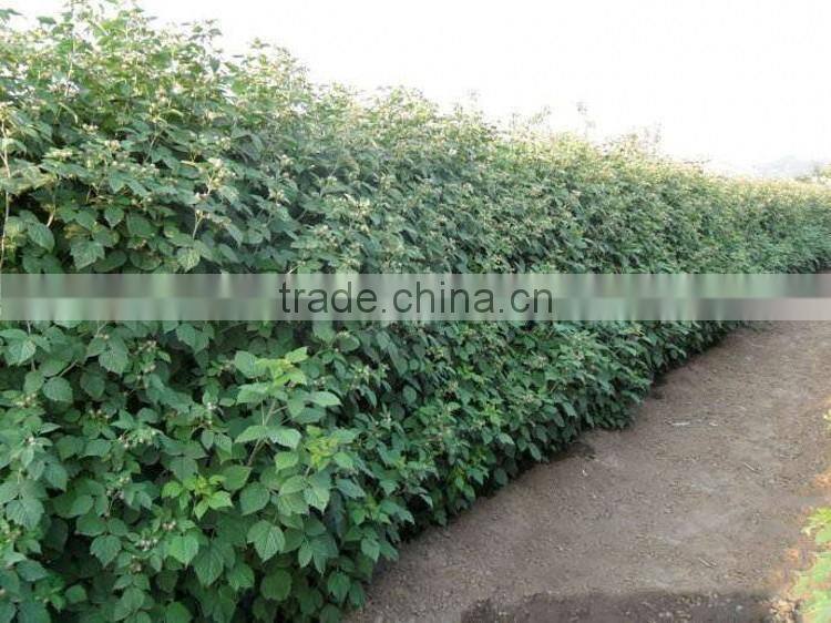 raspberry tree seedling