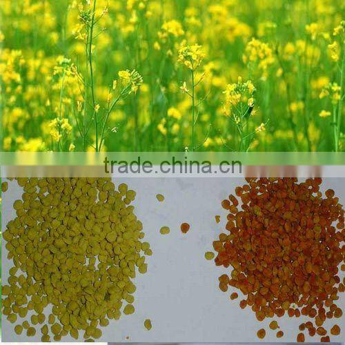 Rape flower (Canola) Bee Pollen Granular for Animal