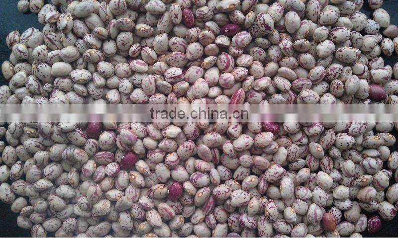 Light Speckled Kidney Beans, Xinjiang origin