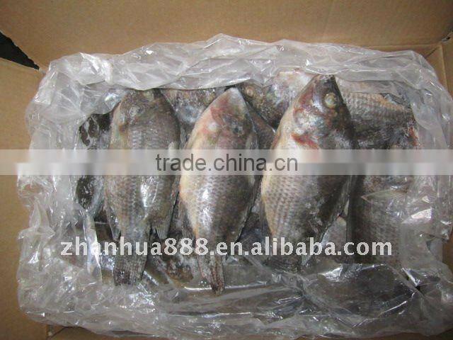 best frozen whole tilapia fish farming