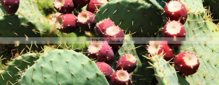 Prickly Pear Seed Oil