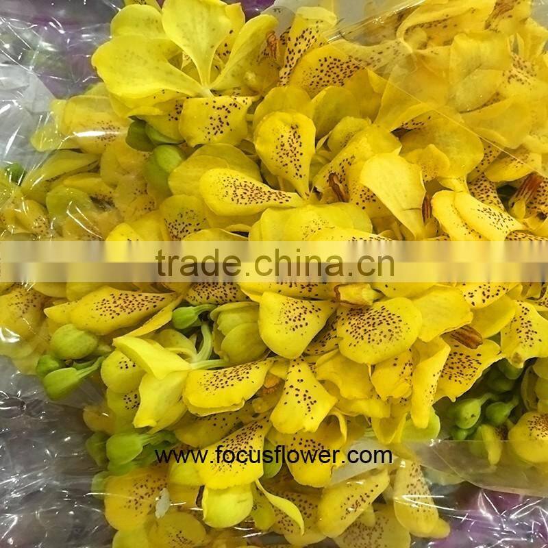 Natural Plants Fresh Cut Yellow Orchid Thailand For Party