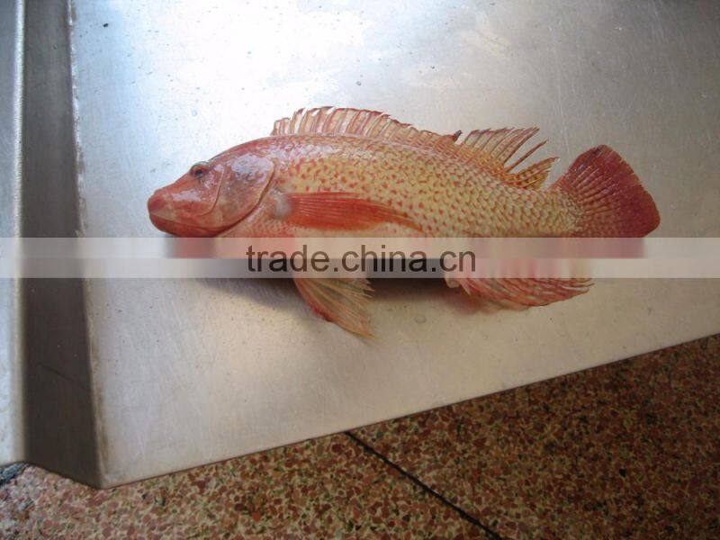 Good Quality China Red Tilapia