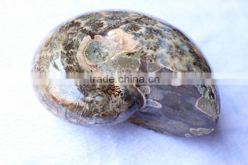 Wholesale Natural Snail Fossils shell animals fossils