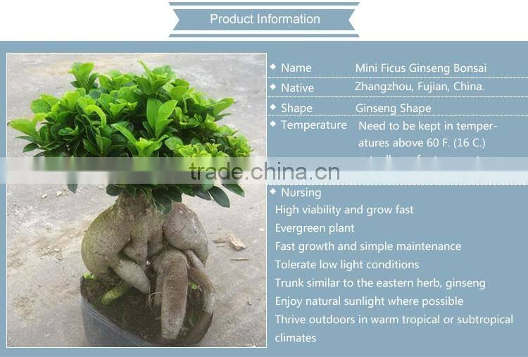 Natural Plants evergreen bonsai tree