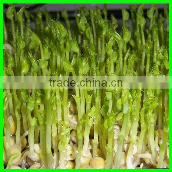 Lowest price automated bean sprouts machine with best service