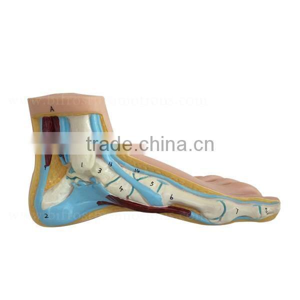 Biological Teaching Aids Education Silicone Foot Model
