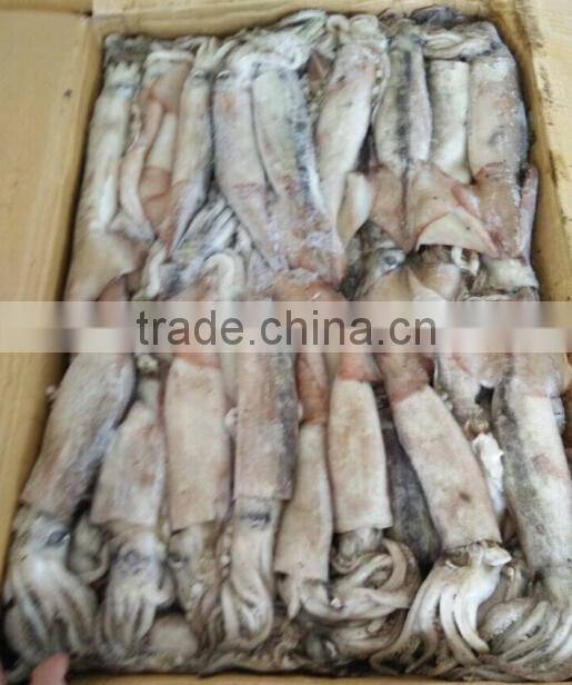 Whole Round Todarodes Pacificus Frozen Squid