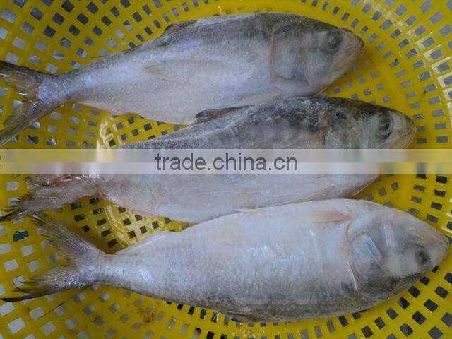 FROZEN SARDINE FISH/ SHAD FISH/ SIZE 4/6