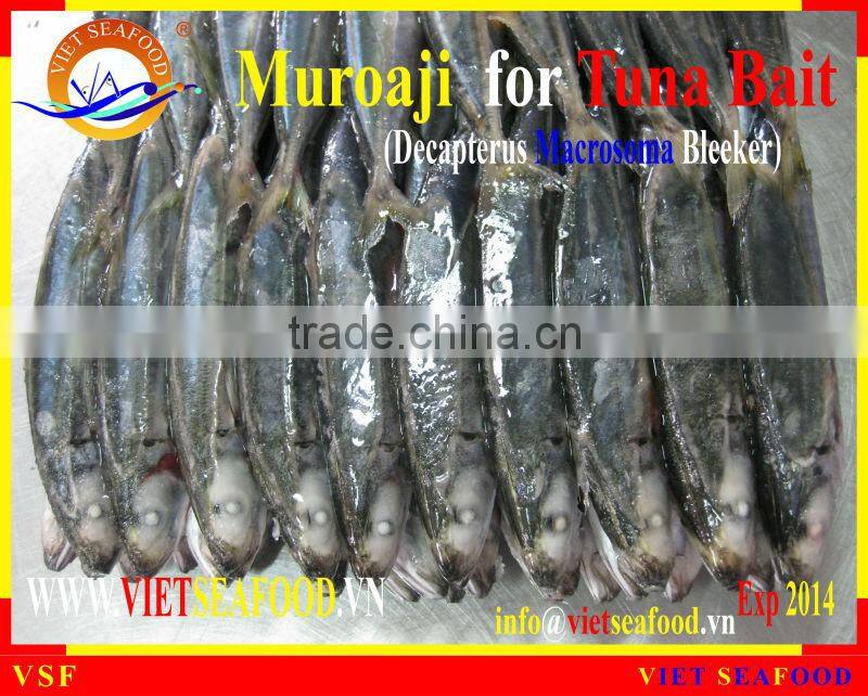 FROZEN MUROAJI FOR TUNA BAIT