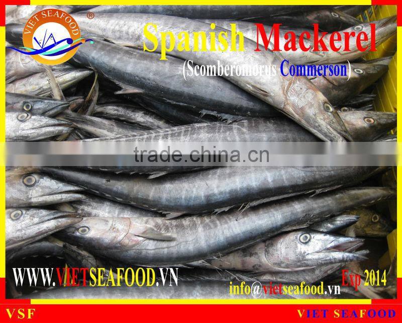 FROZEN SPANISH MACKEREL W/R