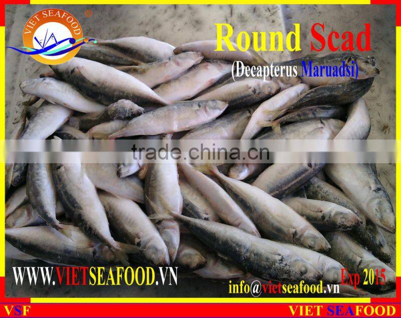 FROZEN MARUADSI WHOLE ROUND (ROUND SCAD)
