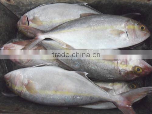 Frozen fresh Hamachi yellowtail fish whole round in good quality
