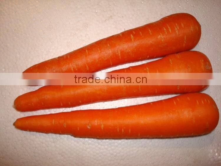China Fresh Carrot Natural Carrot Manufacturer