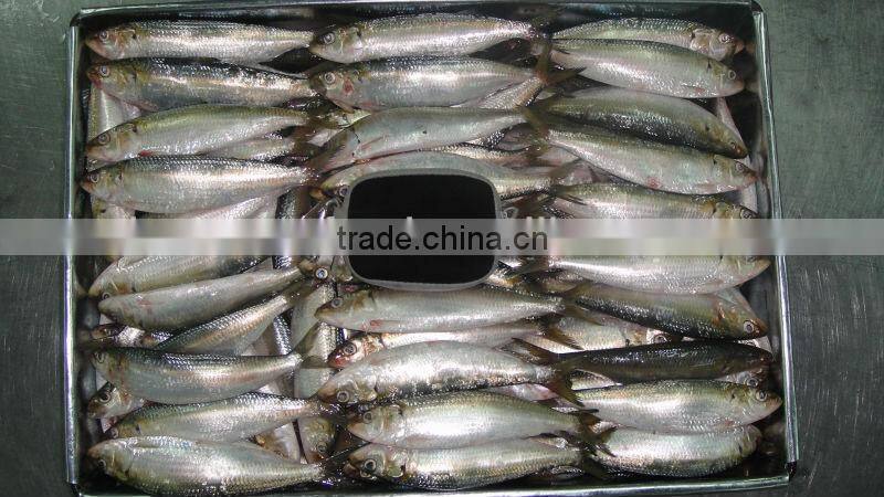 good quality frozen fish sardine