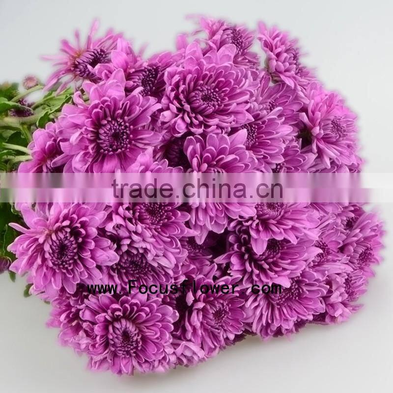New Wedding Bouquet Cut Flower Chrysanthemum Miniature With 10 Stems/Bundle Supermarket Chrysanthemum Flower With 0.5kg/Bundle C