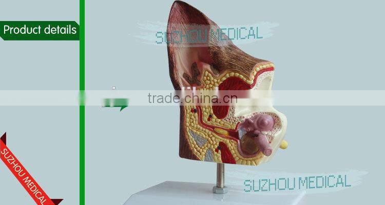 Biological Teaching Aids Anatomic Dog Ear Model