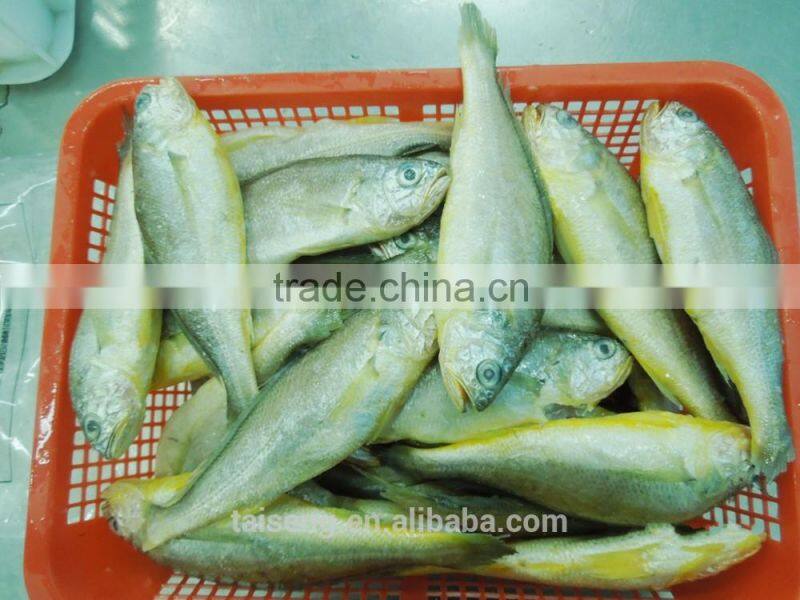 Frozen Yellow Croaker 100 to 200 gram