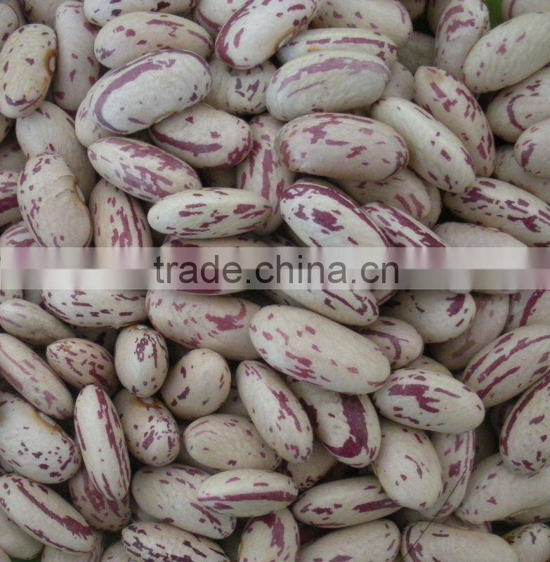 All Type Light Speckled Kidney Beans
