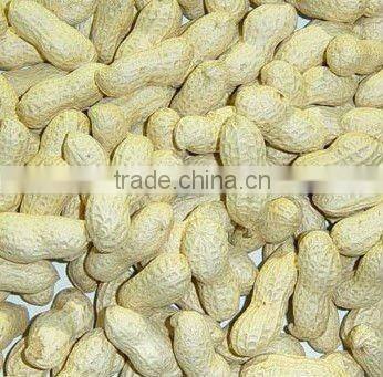 Blanched peanut kernels 2 x 12.5kgs vaccum packing