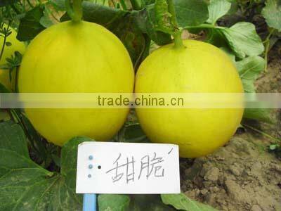 Hybrid F1 Yellow Peel Red Flesh Sweet Melon Seeds For Growing-Sweet Crisp F1