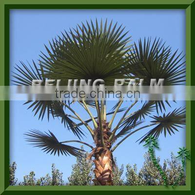 Artificial Palm Leaf,plastic palm frond,washingtonia palm leaf