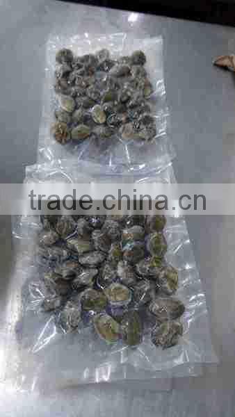 VENERUPIS VARIEGATA FROZEN BABY CLAM WITH SHELL