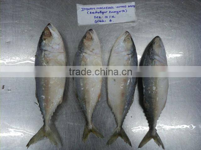 Indian Mackerel