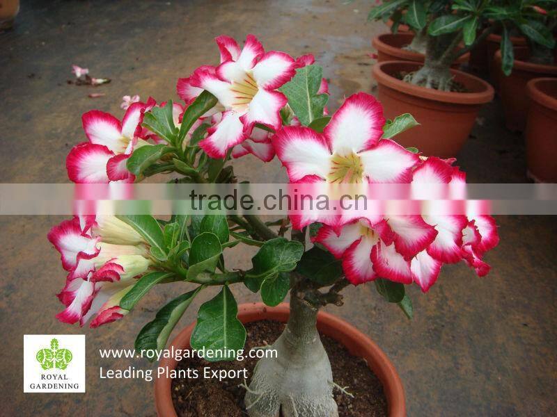 Adenium obesum ( Desert rose)