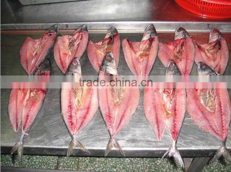 frozen seafish pacific mackerel scomber flaps/fillets