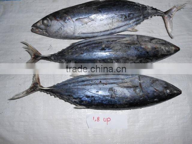 Skipjack Whole Round (frozen on board)