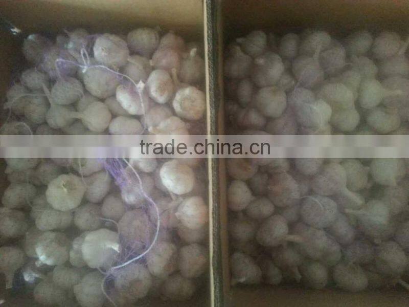 fresh white garlic 55-60cm oganic fresh garlic