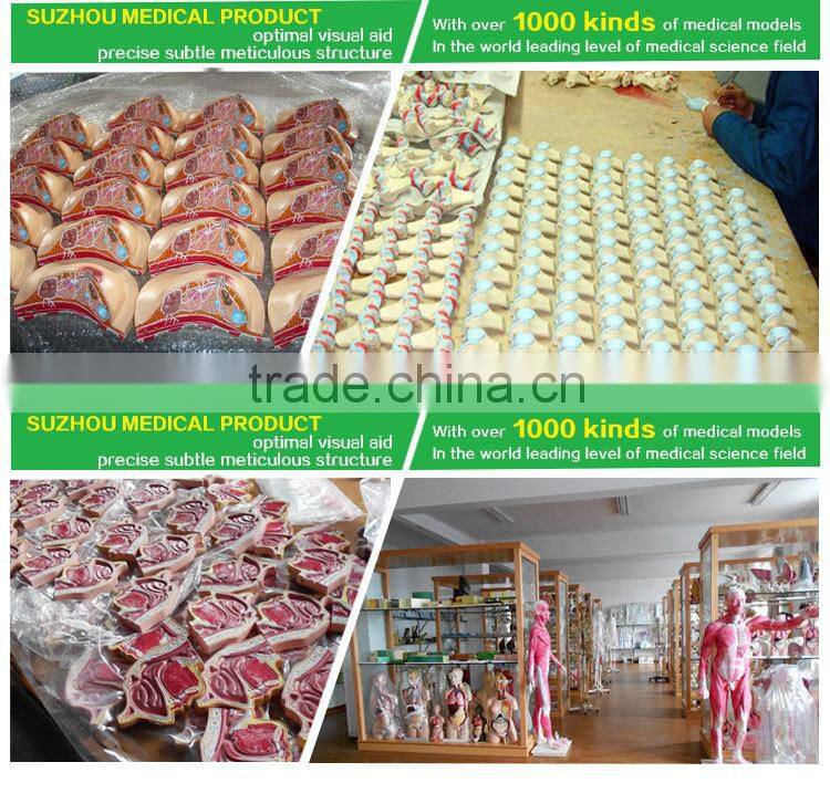 50pieces set primary school study zoology and botany mixed biology slides