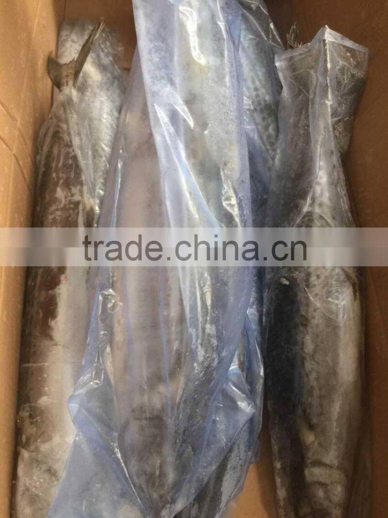 Wholesale Whole Round Spanish Mackerel Fish On Sale