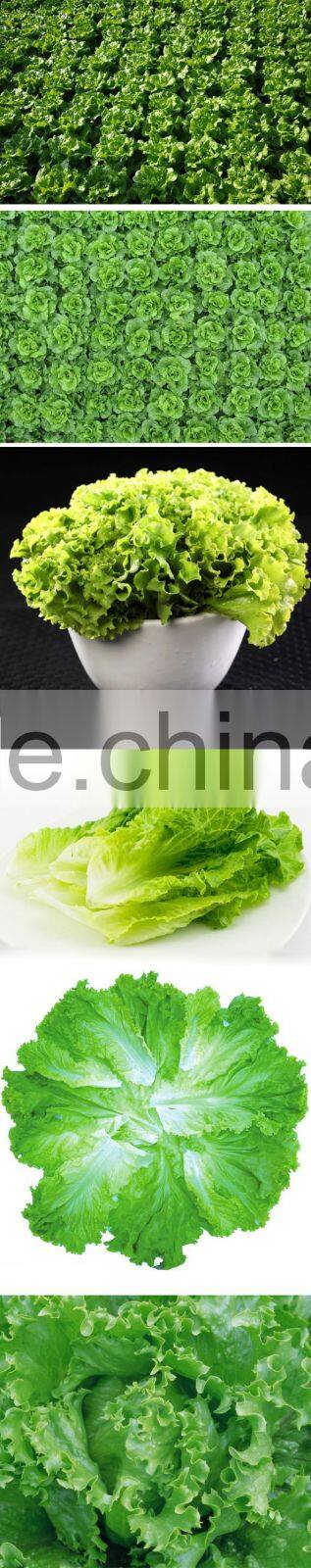 Lettuce hydroponic lettuce fresh iceberg lettuce