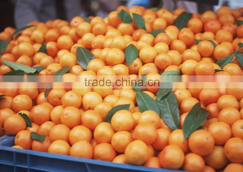 2015 fresh navel orange from jiangxi on sell