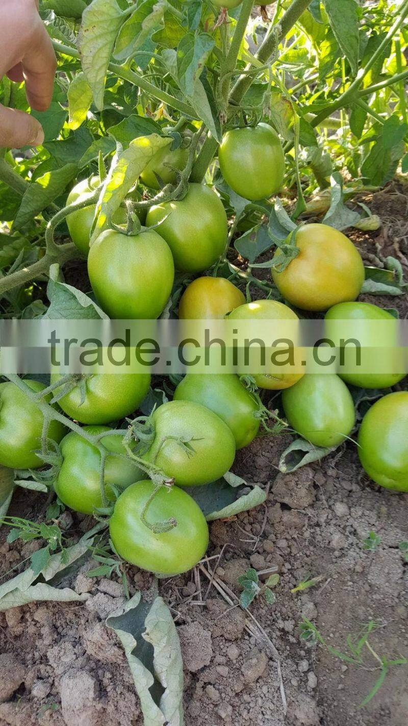ROCKY F1 Hybrid Tomato Seeds