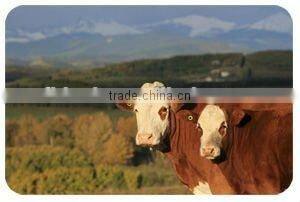 animal ear tag passive uhf rfid ear tag eco-friendly disposable TPU rfid tag for cows cattle