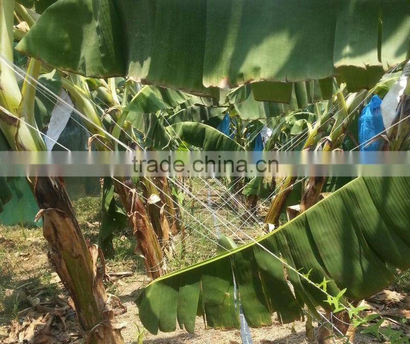 High Quality Polypropylene Banana Twine