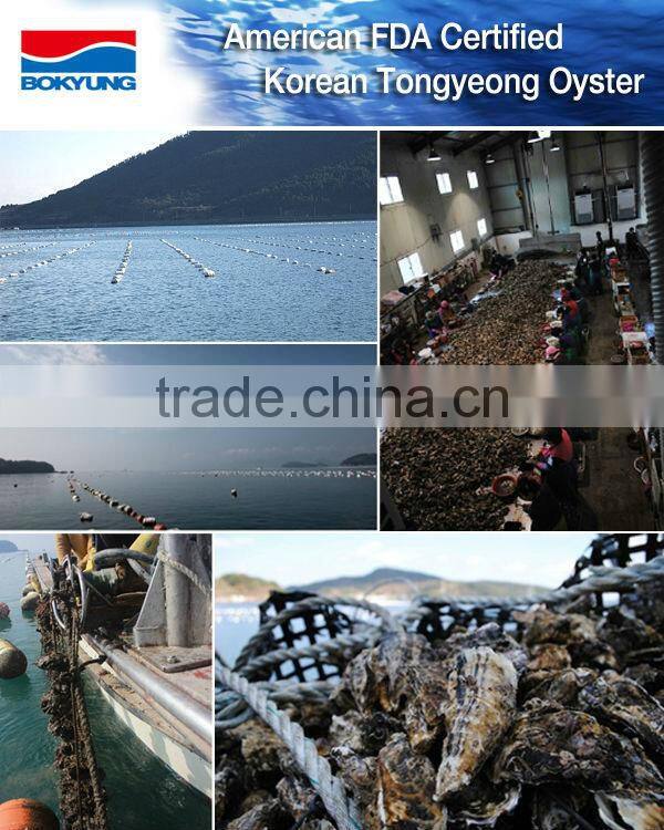 Sanintary Production Korea Tongyeong Pacific Oyster (I.Q.F / Frozen Oyster)