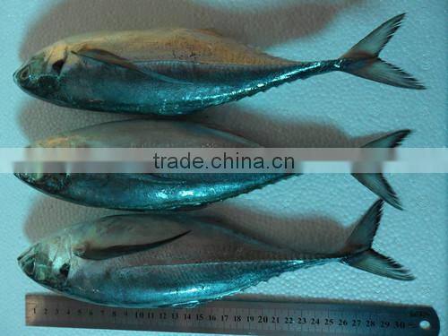 frozen hard tail scad 60/80 per carton from China
