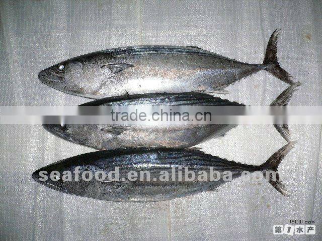 China fresh frozen bonito whole round