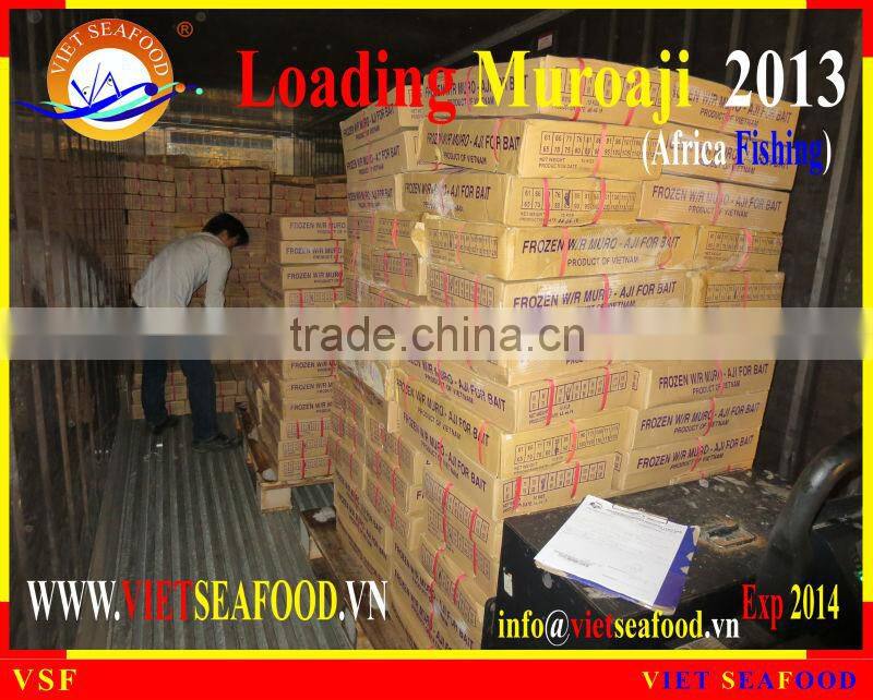 LOADING MUROAJI FOR TUNA BAIT