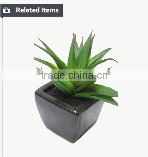 Hot sale mini succulent plants for home and garden decoration