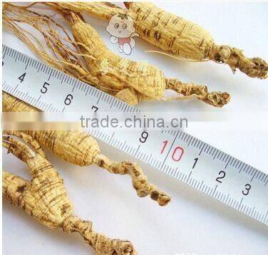 2016 new red ginseng slice