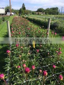 100% PP Plastic BOP net/ Plastic stretching net