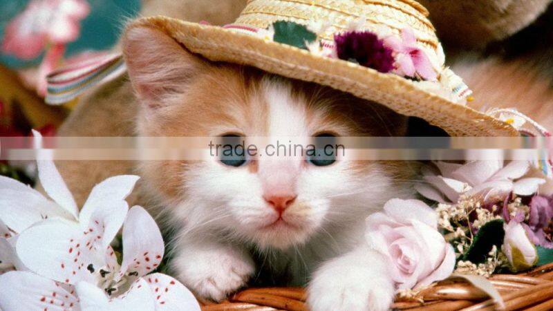 Wholesale pure clay super white thick mineral kitty sand