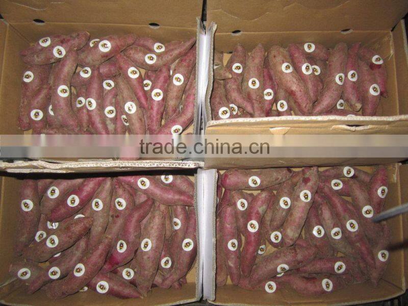 Fresh Sweet Potatoes best price