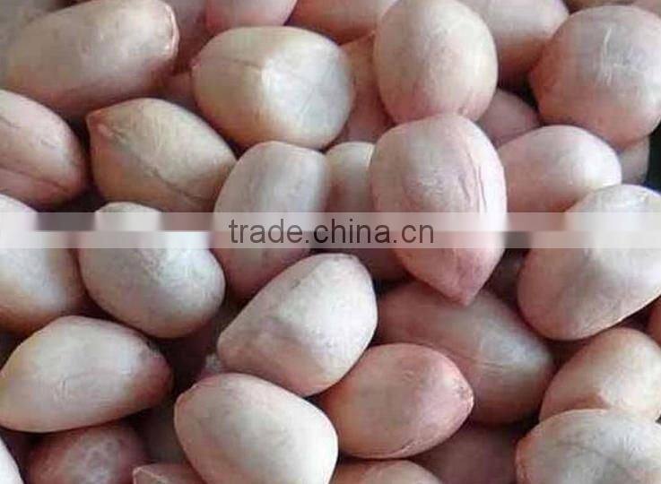 New crop 2013 Bold Peanuts 50/60